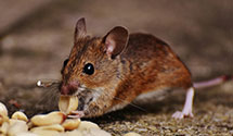 24 Hour & Emergency Exterminators in Jasper, IN